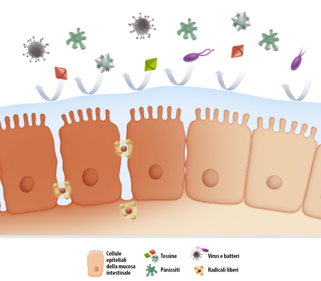 Mucosa Actimucin
